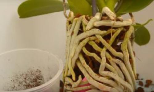 Орхидея Ванда в стеклянной вазе уход в домашних условиях. Уход