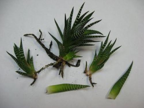 Как вырастить алоэ из детки. Способы как вырастить алоэ, как посадить алоэ без корня?