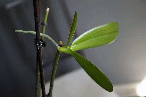 Цитокининовая паста применение для комнатных растений. Цитокининовая паста для орхидей: свойства и применение