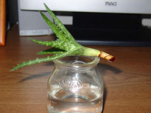 Пустит ли алоэ корни в воде. Черенкование