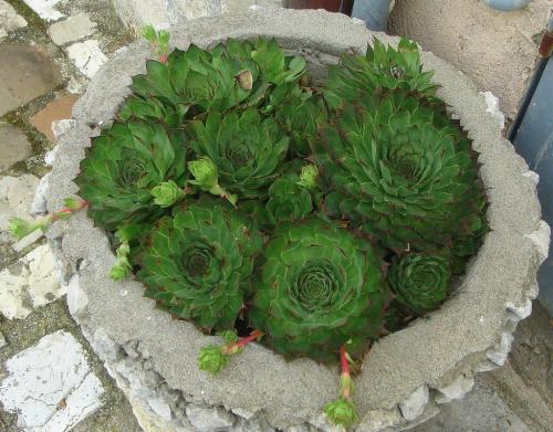 Молодило в ландшафтном дизайне. Как выглядит молодило