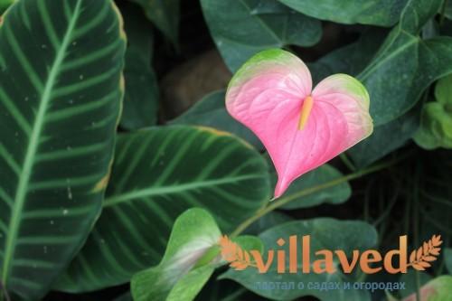 Антуриум хрустальный