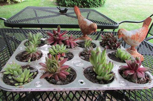 Посадка молодила в открытый грунт и уход за саженцами