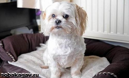 Русская цветная болонка описание породы характер. Особенности породы и характер