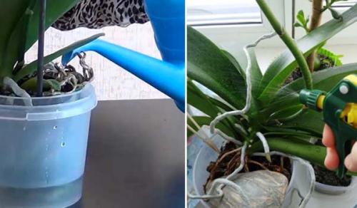 Янтарная кислота для орхидей, как применять таблетки. Секреты использования янтарной кислоты для орхидей