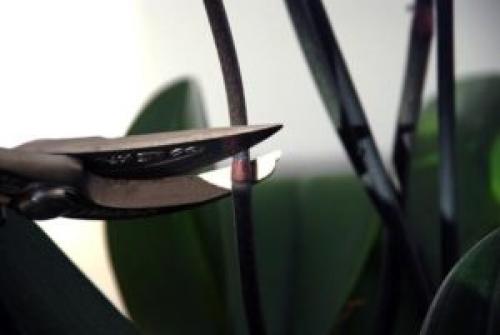 Как обрезать сухой цветонос у орхидеи. Цветонос у отцветшей орхидеи