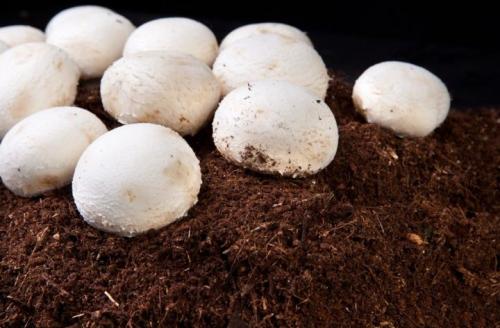 Выращивание шампиньонов в домашних условиях для новичков пошагово. Выращивание шампиньонов в домашних условиях: инструкция для новичков