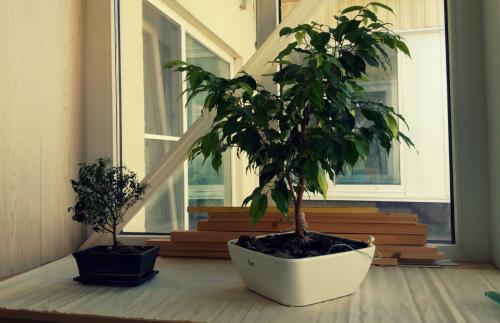 Как вырастить бонсай в домашних условиях из фикуса Бенджамина. Растим бонсай. Все этапы до 7 лет. Ч.3.