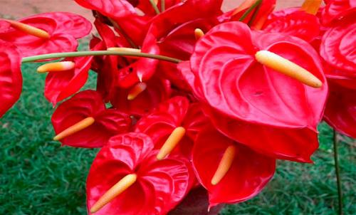 Комнатное цветок антуриум. Краткое описание цветка