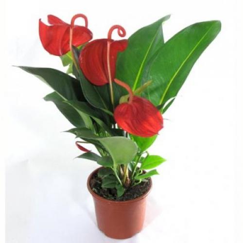 Уход в домашних условиях за Антуриумом Шерцера