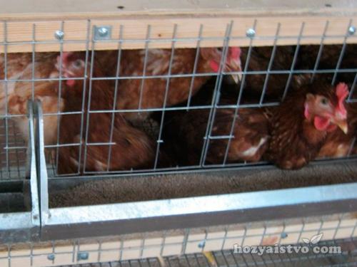 Клетка для кур-несушек из дерева. Клетка из дерева и сетки