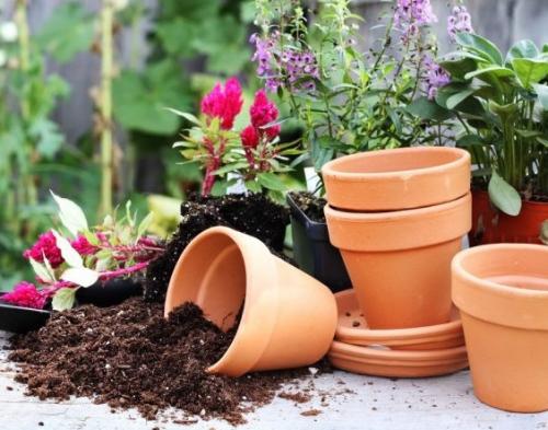 Лунный календарь цветовода на апрель. Лунный календарь цветовода на апрель 2019 года