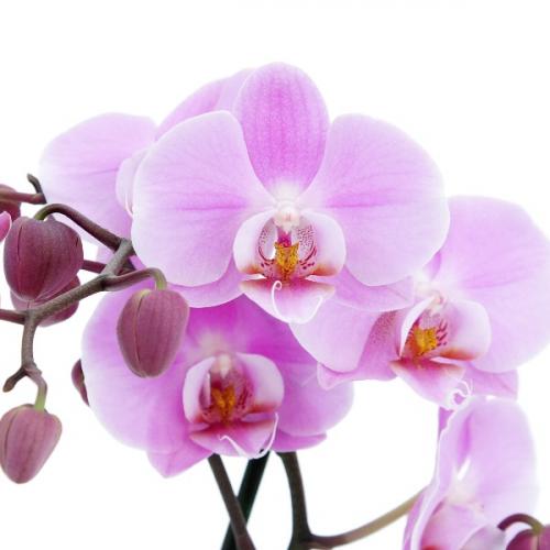 Орхидея не цветет 2 года, что делать. Как заставить цвести орхидею фаленопсис?