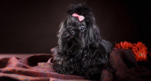 Русская болонка щенки. Питание