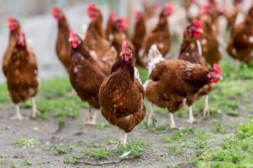 Линька у кур ломан браун. Описание и характеристики породы Ломан Браун