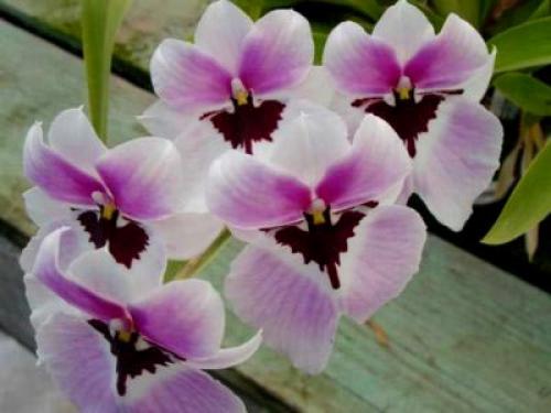 Цветок мильтония Уход в домашних условиях. Виды и сорта