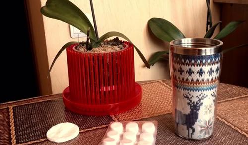 Янтарная кислота для орхидей, как применять таблетки. Секреты использования янтарной кислоты для орхидей