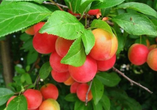 Сливово-вишневый гибрид мейнор. Описание гибрида и его характеристика