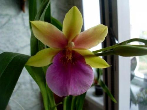 Цветок мильтония Уход в домашних условиях. Виды и сорта