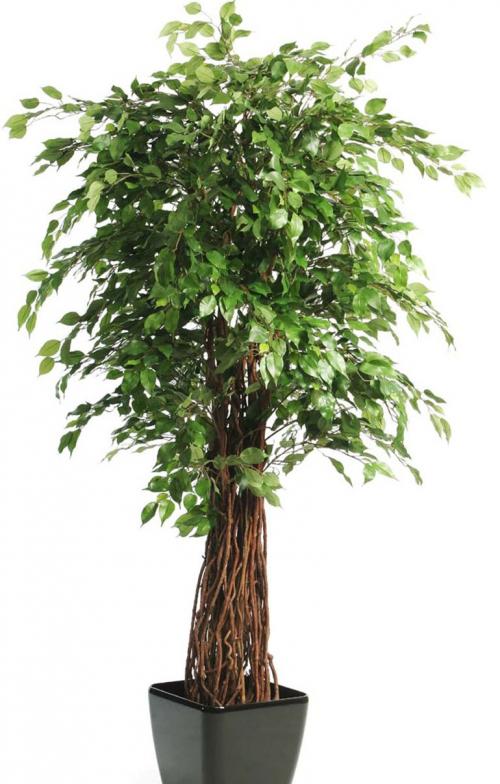 Бонсай из фикуса Бенджамина своими руками. Создаем бонсай дома из фикуса Бенджамина