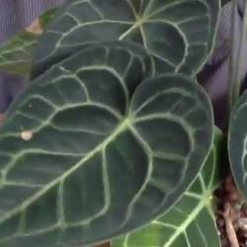 Цветок комнатный антуриум уход. Мужской цветок антуриум как ухаживать