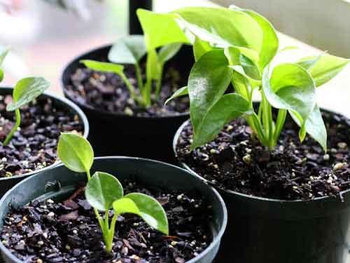 Как ухаживать за антуриумом в домашних условиях, чтобы он зацвел. Как обеспечить уход антуриуму в домашних условиях?