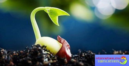 Вегетативный способ размножения это. Способы размножения комнатных растений