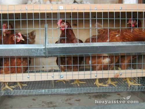 Клетка для кур-несушек из дерева. Клетка из дерева и сетки