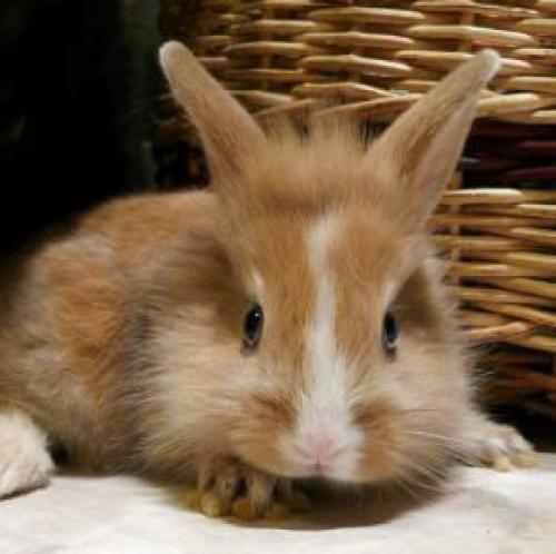 Голландский декоративный кролик. Голландский кролик