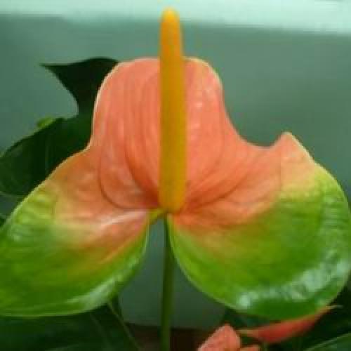 Цветок комнатный антуриум уход. Мужской цветок антуриум как ухаживать