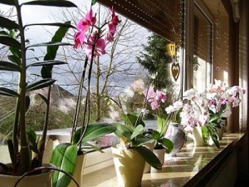 Почему орхидея не цветет, а растут только листья и корни?