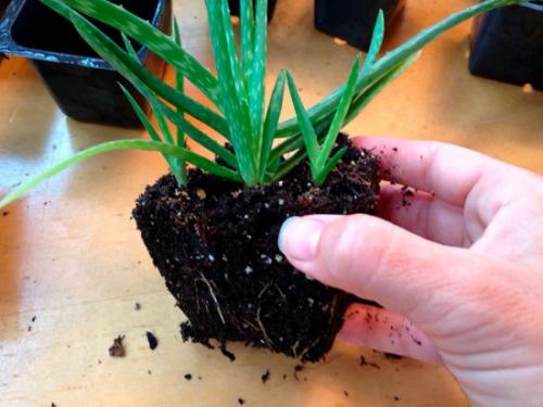 Растение алоэ Вера уход размножение. Особенности выращивания и размножения алоэ вера