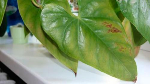 Мужской комнатный цветок антуриум. Проблемы, болезни антуриума и их лечение