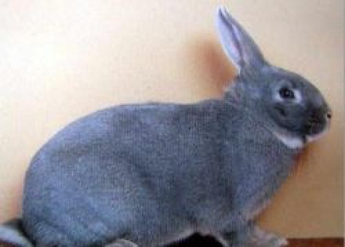 Декоративный кролик породы белка. Кролик породы белка