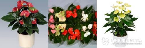 Цветок антуриум уход и размножение в домашних условиях. Цветок Антуриум - разновидности и уход