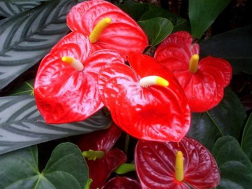 Как ухаживать за антуриум в домашних условиях после покупки. Как ухаживать за антуриумом в домашних условиях