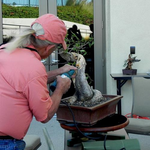 Как сделать из фикуса Бенджамина дерево бонсай. Выбор горшка и грунта для фикуса бонсай