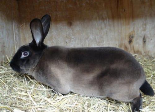 Кролики породы рекс декоративные. Особенности породы кроликов Рекс