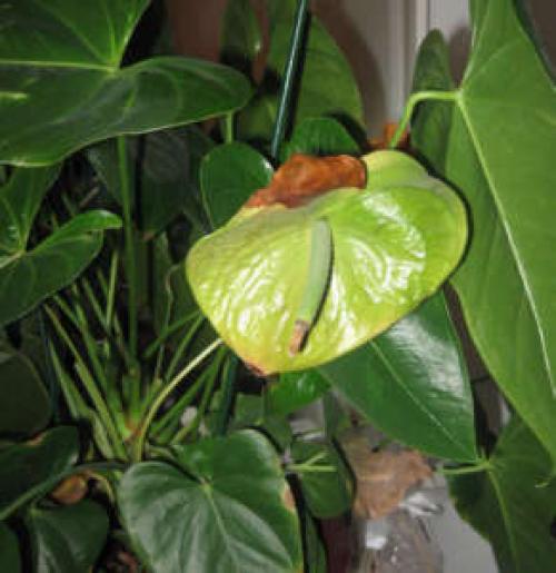 Уход за антуриумом в домашних условия почему сохнут листья. Почему у антуриума сохнут листья в домашних условиях