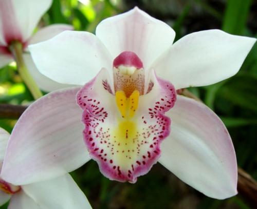 Орхидея не цветет 2 года, что делать. Как заставить цвести орхидею фаленопсис?