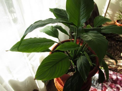 Комнатный цветок спатифиллум, как ухаживать. Цветок спатифиллум