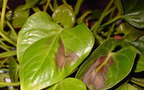 Уход за антуриумом в домашних условия почему сохнут листья. Почему у антуриума сохнут листья в домашних условиях