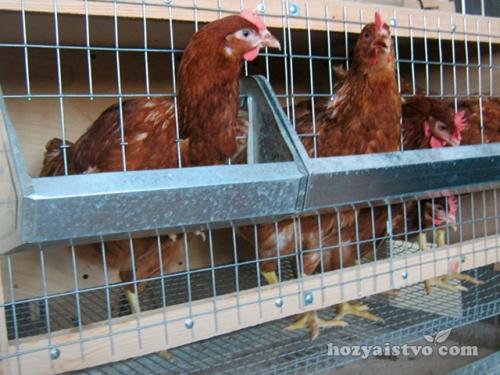 Клетка для кур-несушек из дерева. Клетка из дерева и сетки