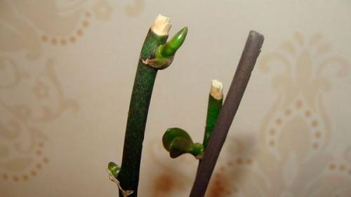 Как правильно обрезать цветонос у орхидеи. Интересно о том, как правильно обрезать орхидею после цветения