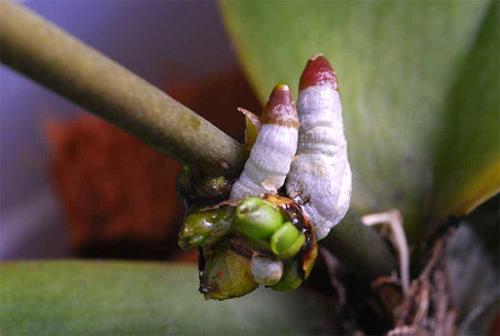 Цитокининовая паста для орхидей: хирургическое вмешательство цветовода
