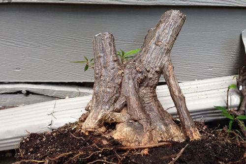 Как сделать из фикуса Бенджамина дерево бонсай. Выбор горшка и грунта для фикуса бонсай