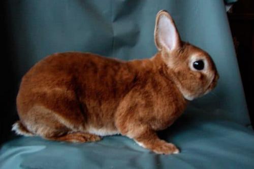 Кролики породы рекс декоративные. Особенности породы кроликов Рекс