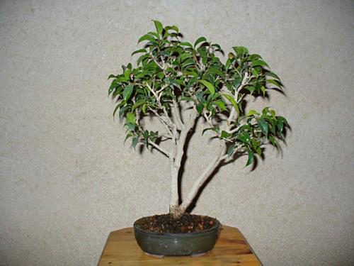 Бонсай из фикуса Бенджамина своими руками пошагово. Создаем бонсай дома из фикуса Бенджамина