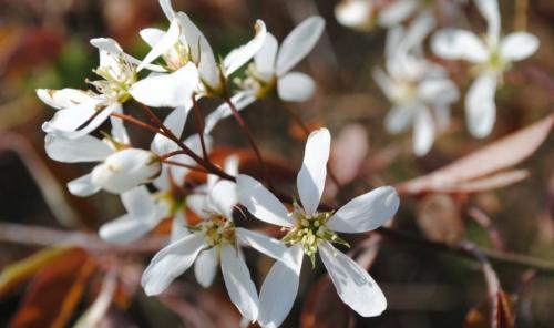 Сливово-вишневый гибрид мейнор. Описание гибрида и его характеристика