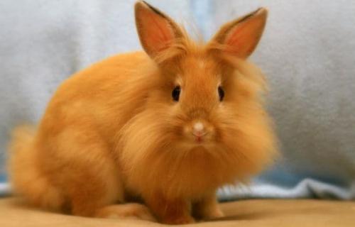 Как определить породу кролика декоративного. Виды